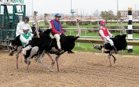 Под Киевом пройдут страусиные бега