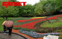 На Спивочем поле расцвели 200 тысяч тюльпанов (ФОТО)