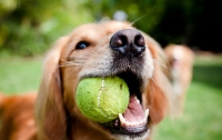 Британские ветеринары извлекли из желудка собаки 25 теннисных мячиков