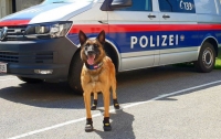 Полицейским собакам в Вене выдали ботинки для защиты от жары