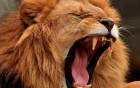 Разъярённый лев напал на сотрудницу зоопарка: женщину экстренно госпитализировали
