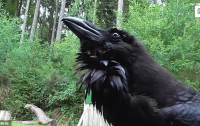 Говорящий на немецком ворон стал звездой зоопарка (видео)