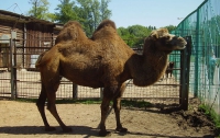 В Киевском зоопарке умер верблюд