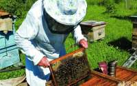 Под Ровно пчелы насмерть закусали пасечника