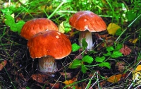В Украине начался грибной сезон отравлений, пока без жертв