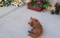 Верный пес нашел могилу хозяина и каждый день навещал ее