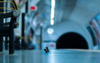 Фото дерущихся мышей в лондонском метро стало лучшим снимком года