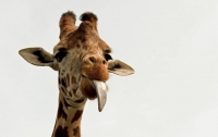 Дрессировщик цирка упал с шестиметрового жирафа