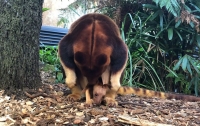 Детеныша редкого древесного кенгуру запечатлели в зоопарке Австралии (видео)