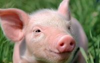 В Тернопольской области зарегистрирована вспышка чумы свиней