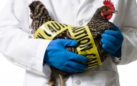 В Китае зафиксирован случай заражения птичьим гриппом