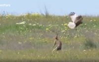 Храбрый заяц дал хороший отпор хищной птице (Видео)
