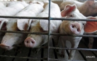 Африканскую чуму свиней зафиксировали еще в трех областях