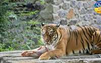 Из украинского зоопарка сбежал тигр, людей призывают быть осторожными