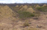 В Бразилии нашли термитники возрастом около 4 тыс. лет