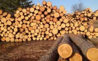 Украинский лес-кругляк запретили ввозить в Европу