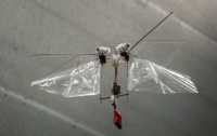 Создан летающий робот-насекомое - DelFly Nimble (ВИДЕО)