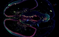 Ученые показали влияние вируса Зика на мозг