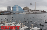В Севастополе лебеди отняли у кораблей внимание горожан (ФОТО)