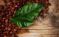 Из листьев кофейного дерева можно заваривать целебный чай