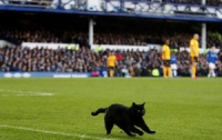 Футбольные фаны могут уничтожить всех черных котов Ливерпуля