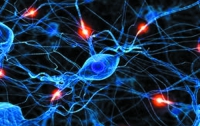Нервные клетки восстанавливаются
