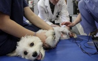 С 22 февраля в Украине животным полностью перестанут делать операции