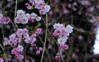 В Японии закончилось цветение сакуры 