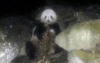  В Китае панды больше не едят бамбук - они перешли на мясо