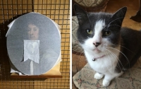В Британии кот искусствоведа испортил картину XVII века