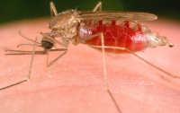 Малярия может стать неизлечимой