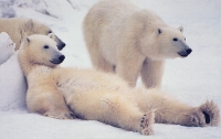 Ученые: треть белых медведей вымрут через 35 лет из-за таяния льда
