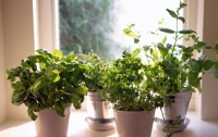 Названы самые полезные для здоровья человека комнатные растения