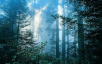 В Канаде появился зачарованный лес для туристов