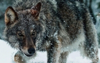 Голодный волк искусал трех человек на Запорожье