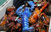 Рыбак из США поймал лобстера необычайно насыщенного синего цвета