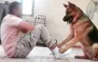 Большой пес помог хозяину качать пресс (видео)