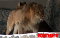 В Киевском зоопарке лев напал на посетителя, который хотел покормить животное