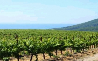 В Одессе виноградари присвоили 2 млн грн., а СБУ их раскрыла