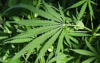 Курение марихуаны повреждает ДНК