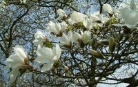 Из-за аномально теплой осени в столичном Ботсаду зацвели магнолии и сирень