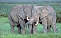 Слоны исчезнут с лица Земли через 15 лет