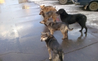 В Харькове за одну бродячую собаку будут давать 420 грн.