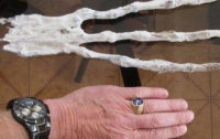 Найдена рука загадочного существа с тремя длинными пальцами