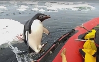 Неожиданный визит пингвина к австралийским ученым в Антарктике