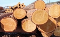 Рада усилила, а не отменила мораторий на экспорт леса - Галасюк