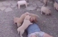 Осторожно, очень мило: стая маленьких щенков атаковала мужчину (видео)