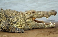 Гигантский крокодил в Новой Гвинее украл поросенка (Видео)