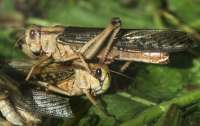В Сомали введен режим ЧС из-за нашествия саранчи