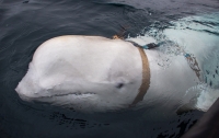 У берегов Норвегии рыбаки заметили кита, котоый вел съемку российской видеокамерой (фото)